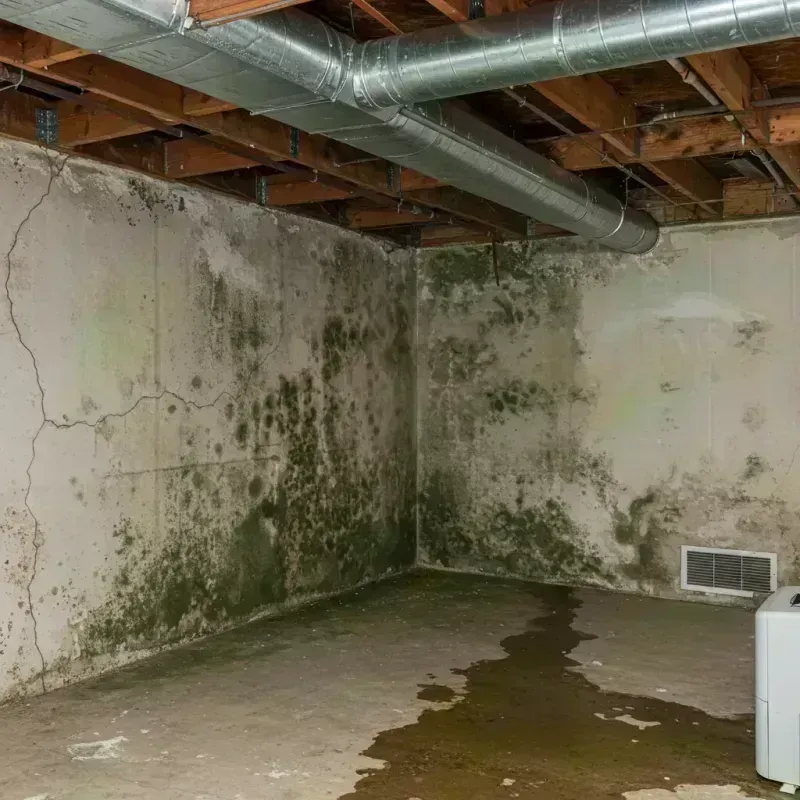 Professional Mold Removal in Delafield, WI